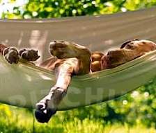 Dog friendly campgrounds