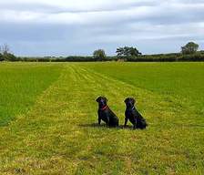 Dog friendly campgrounds New Zealand